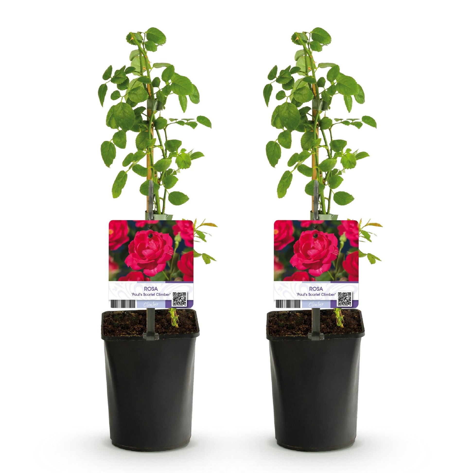 Klimroos - Rosa Paul Scarlet Climber - 2 planten - Forestbloom