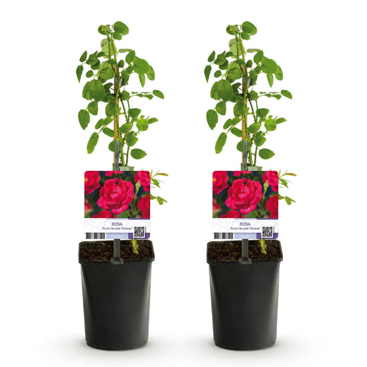 Klimroos - Rosa Paul Scarlet Climber - 2 planten - Forestbloom