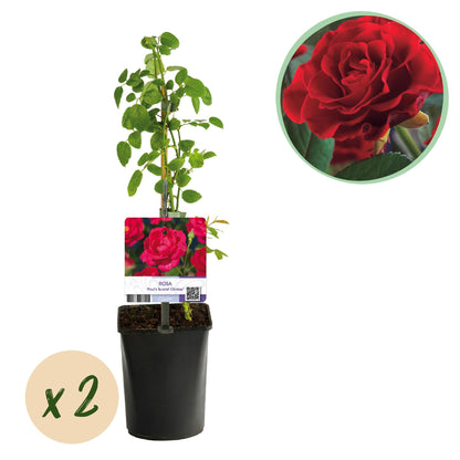 Klimroos - Rosa Paul Scarlet Climber - 2 planten - Forestbloom