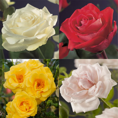 Klimroos - Rosa Rainbow - Weinig onderhoud - 4 planten - Forestbloom