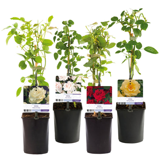 Klimroos - Rosa Rainbow - Weinig onderhoud - 4 planten - Forestbloom