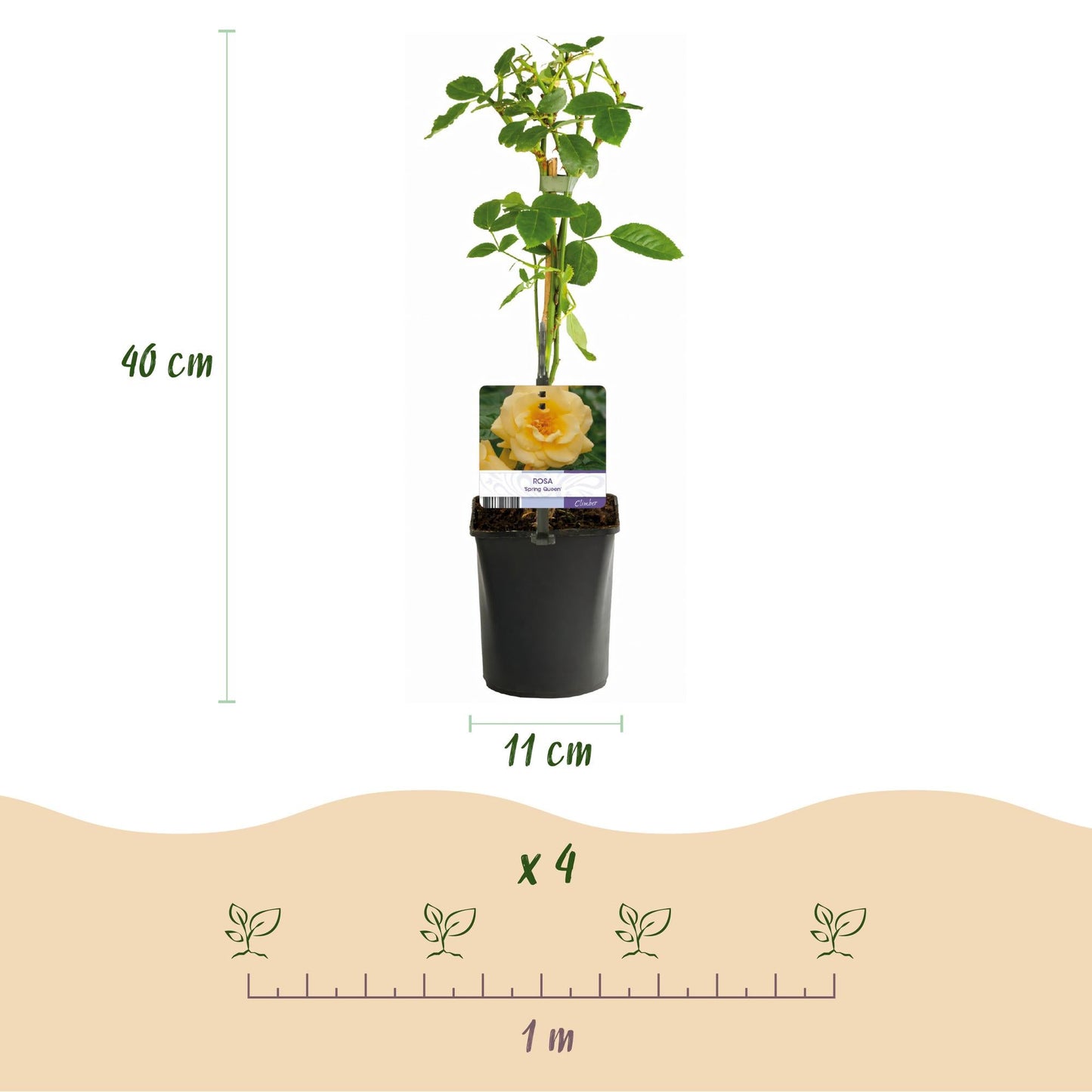 Klimroos - Rosa Rainbow - Weinig onderhoud - 4 planten - Forestbloom