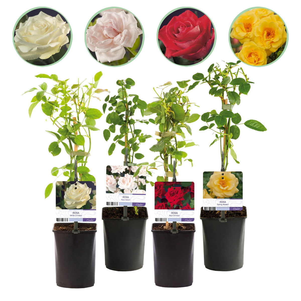 Klimroos - Rosa Rainbow - Weinig onderhoud - 4 planten - Forestbloom