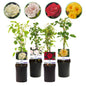 Klimroos - Rosa Rainbow - Weinig onderhoud - 4 planten - Forestbloom