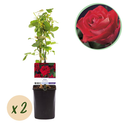 Klimroos - Rosa Red Climber - Weinig onderhoud - 2 planten - Forestbloom