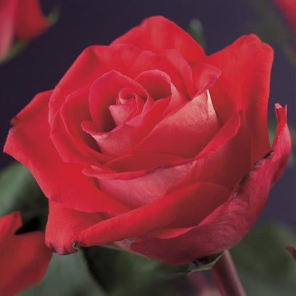 Klimroos - Rosa Red Climber - Weinig onderhoud - 2 planten - Forestbloom