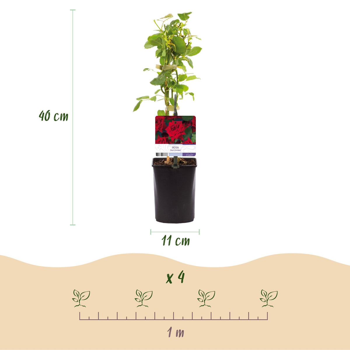 Klimroos - Rosa Red Climber - Weinig onderhoud - 2 planten - Forestbloom