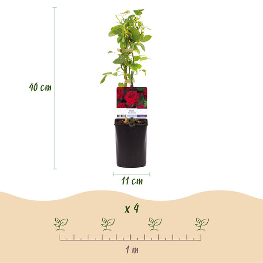 Klimroos - Rosa Red Climber - Weinig onderhoud - 2 planten - Forestbloom