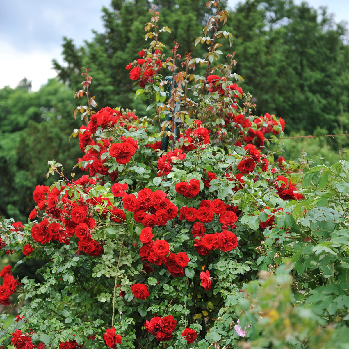 Klimroos - Rosa Red Climber - Weinig onderhoud - 2 planten - Forestbloom