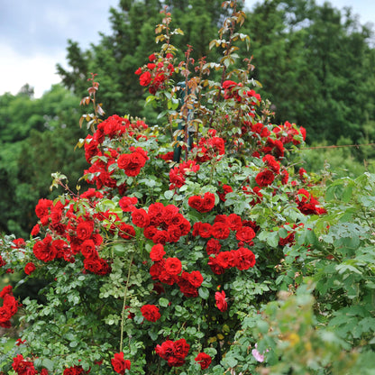 Klimroos - Rosa Red Climber - Weinig onderhoud - 2 planten - Forestbloom