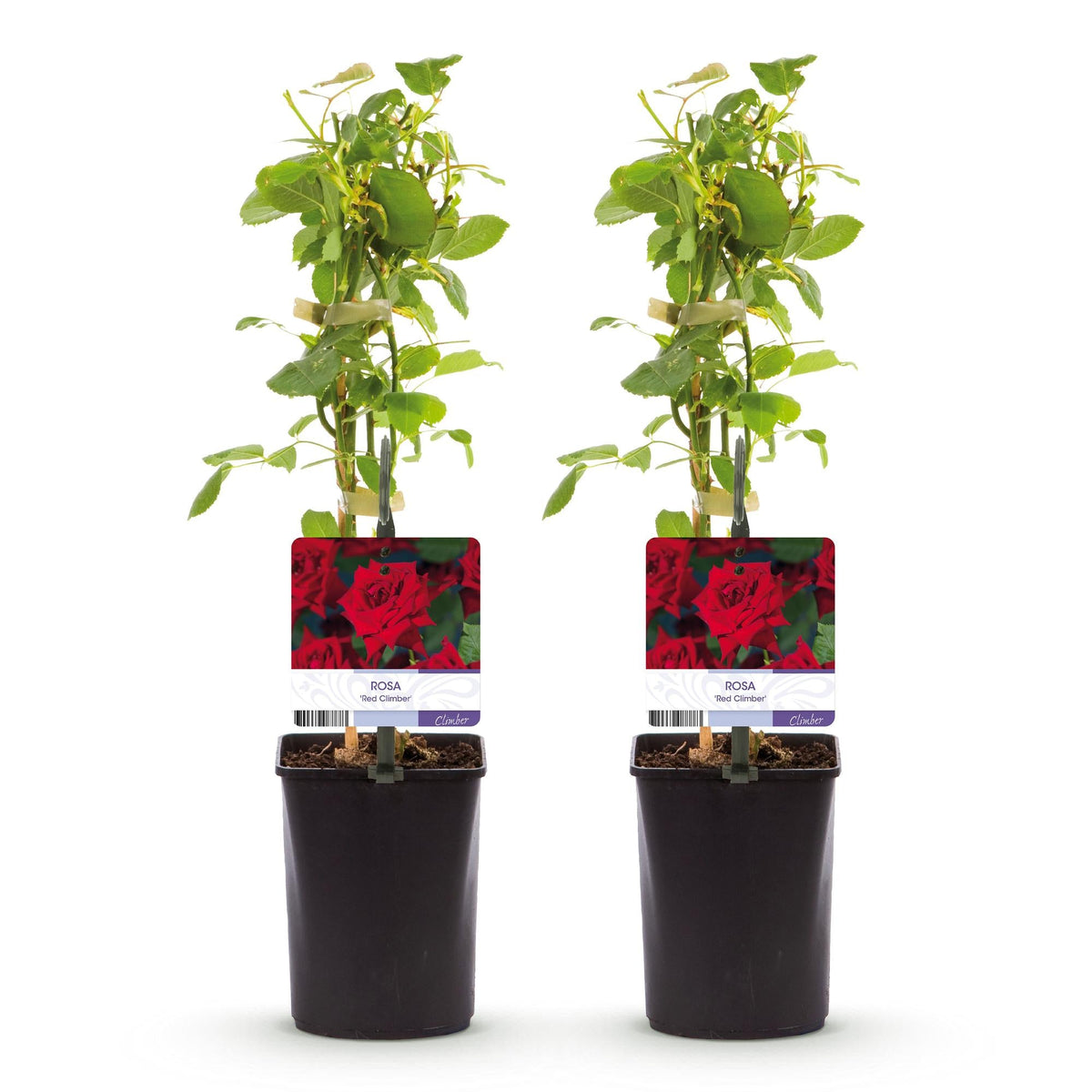 Klimroos - Rosa Red Climber - Weinig onderhoud - 2 planten - Forestbloom