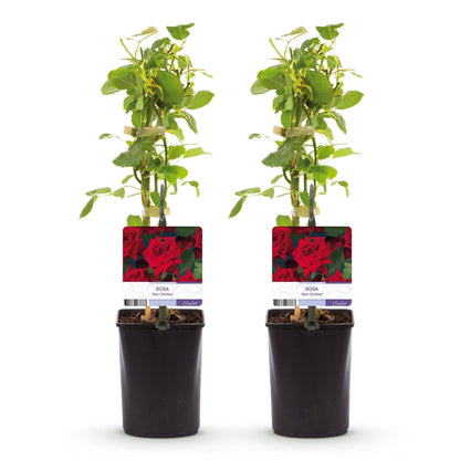 Klimroos - Rosa Red Climber - Weinig onderhoud - 2 planten - Forestbloom