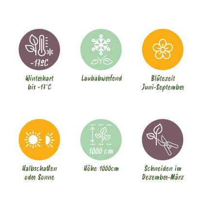 Klimroos - Rosa Red Climber - Weinig onderhoud - 2 planten - Forestbloom
