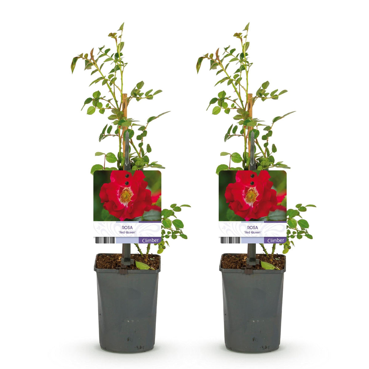 Klimroos - Rosa Red Queen - Weinig onderhoud - 2 planten - Forestbloom