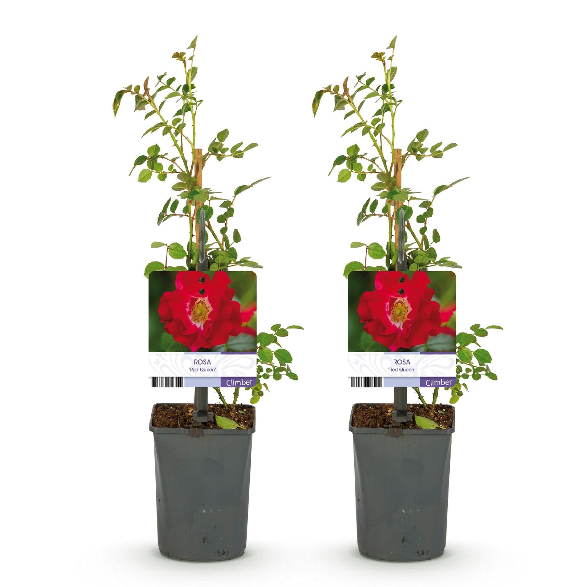 Klimroos - Rosa Red Queen - Weinig onderhoud - 2 planten - Forestbloom