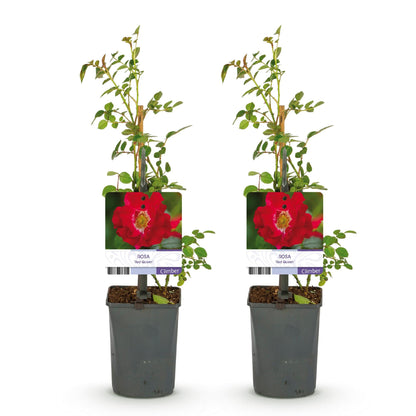 Klimroos - Rosa Red Queen - Weinig onderhoud - 2 planten - Forestbloom