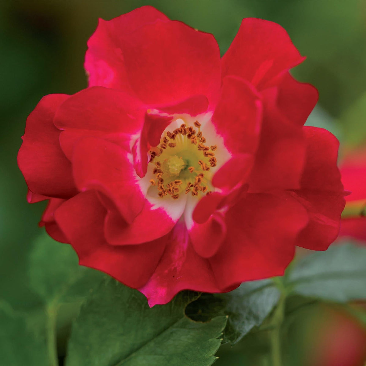 Klimroos - Rosa Red Queen - Weinig onderhoud - 2 planten - Forestbloom