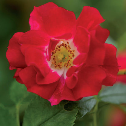 Klimroos - Rosa Red Queen - Weinig onderhoud - 2 planten - Forestbloom