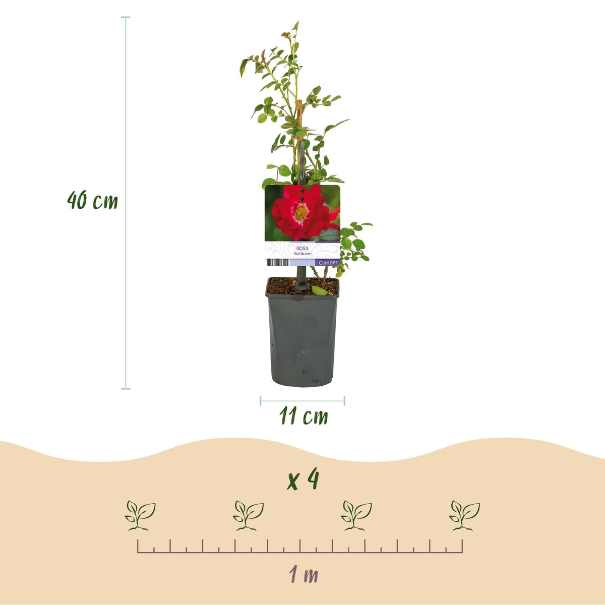 Klimroos - Rosa Red Queen - Weinig onderhoud - 2 planten - Forestbloom