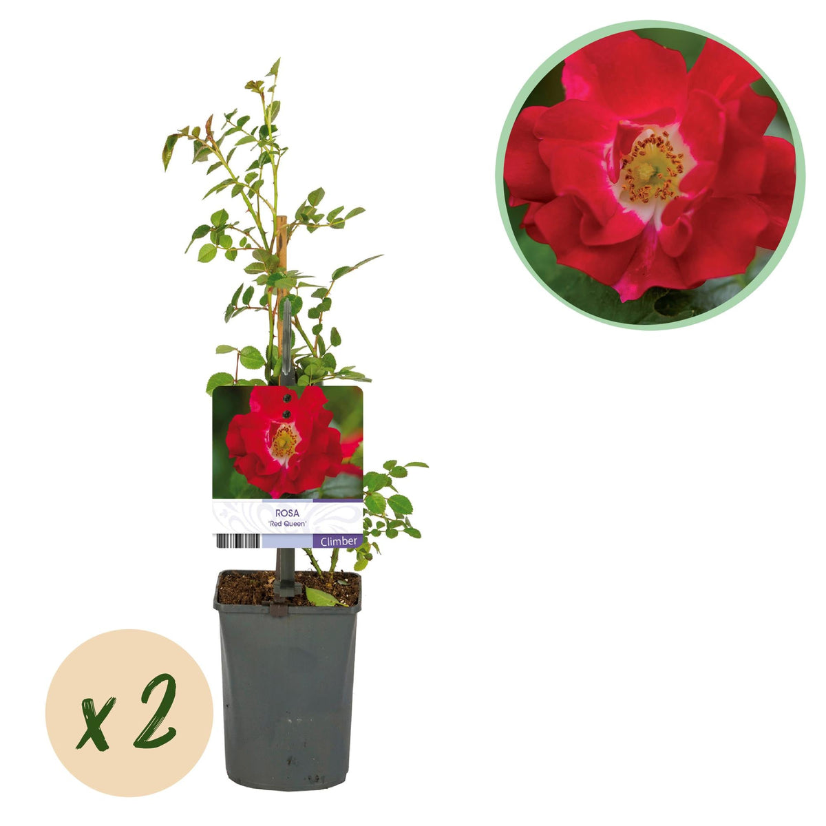 Klimroos - Rosa Red Queen - Weinig onderhoud - 2 planten - Forestbloom