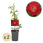 Klimroos - Rosa Red Queen - Weinig onderhoud - 2 planten - Forestbloom