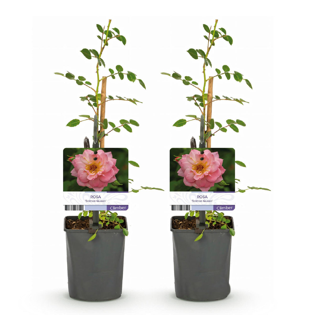 Klimroos - Rosa Salmon Queen - Weinig onderhoud - 2 planten - Forestbloom