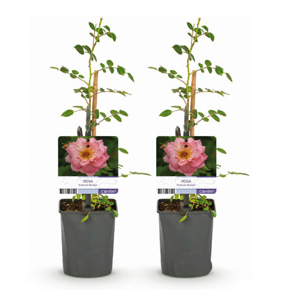 Klimroos - Rosa Salmon Queen - Weinig onderhoud - 2 planten - Forestbloom