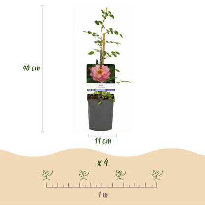 Klimroos - Rosa Salmon Queen - Weinig onderhoud - 2 planten - Forestbloom