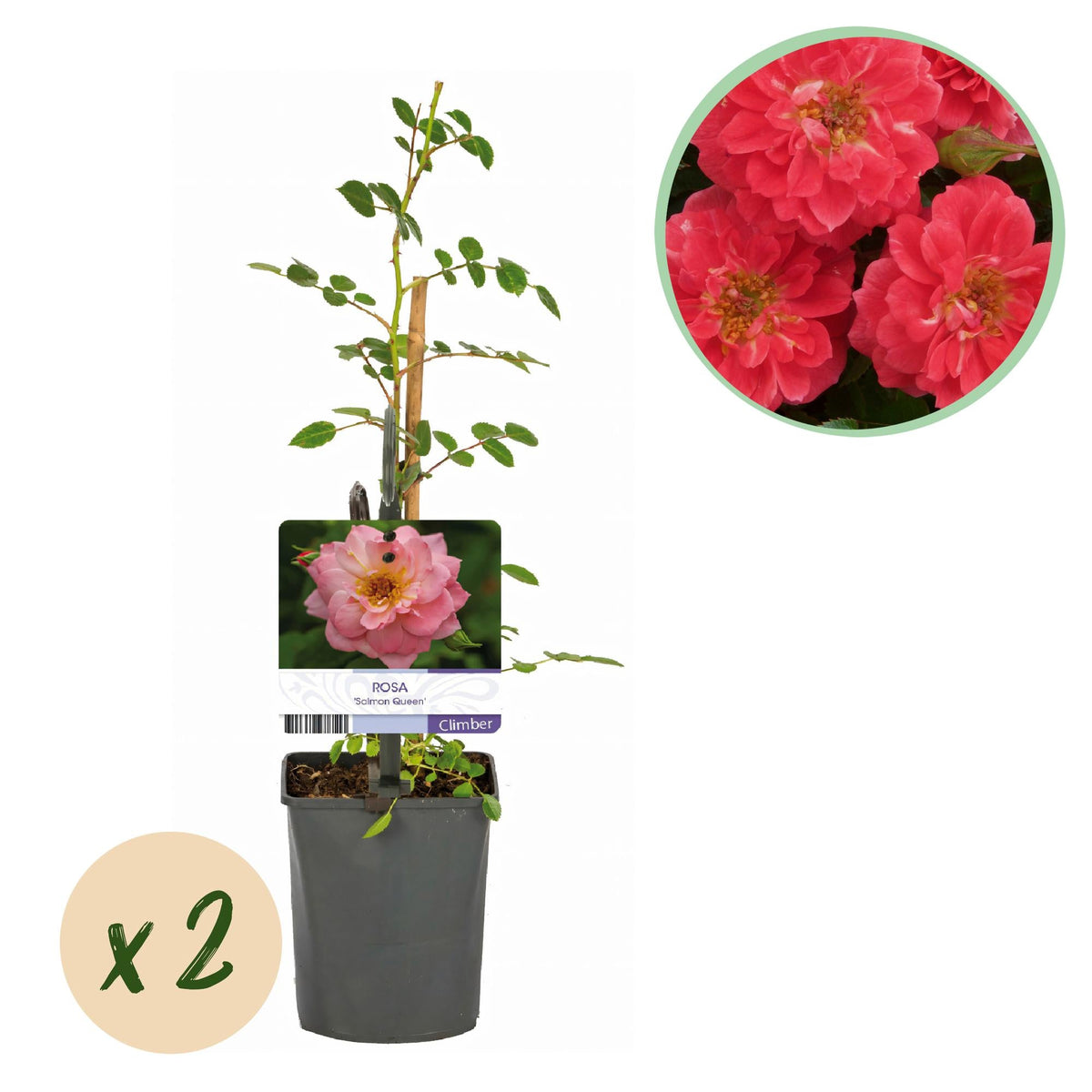 Klimroos - Rosa Salmon Queen - Weinig onderhoud - 2 planten - Forestbloom