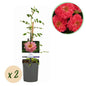 Klimroos - Rosa Salmon Queen - Weinig onderhoud - 2 planten - Forestbloom