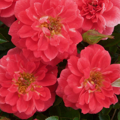 Klimroos - Rosa Salmon Queen - Weinig onderhoud - 2 planten - Forestbloom