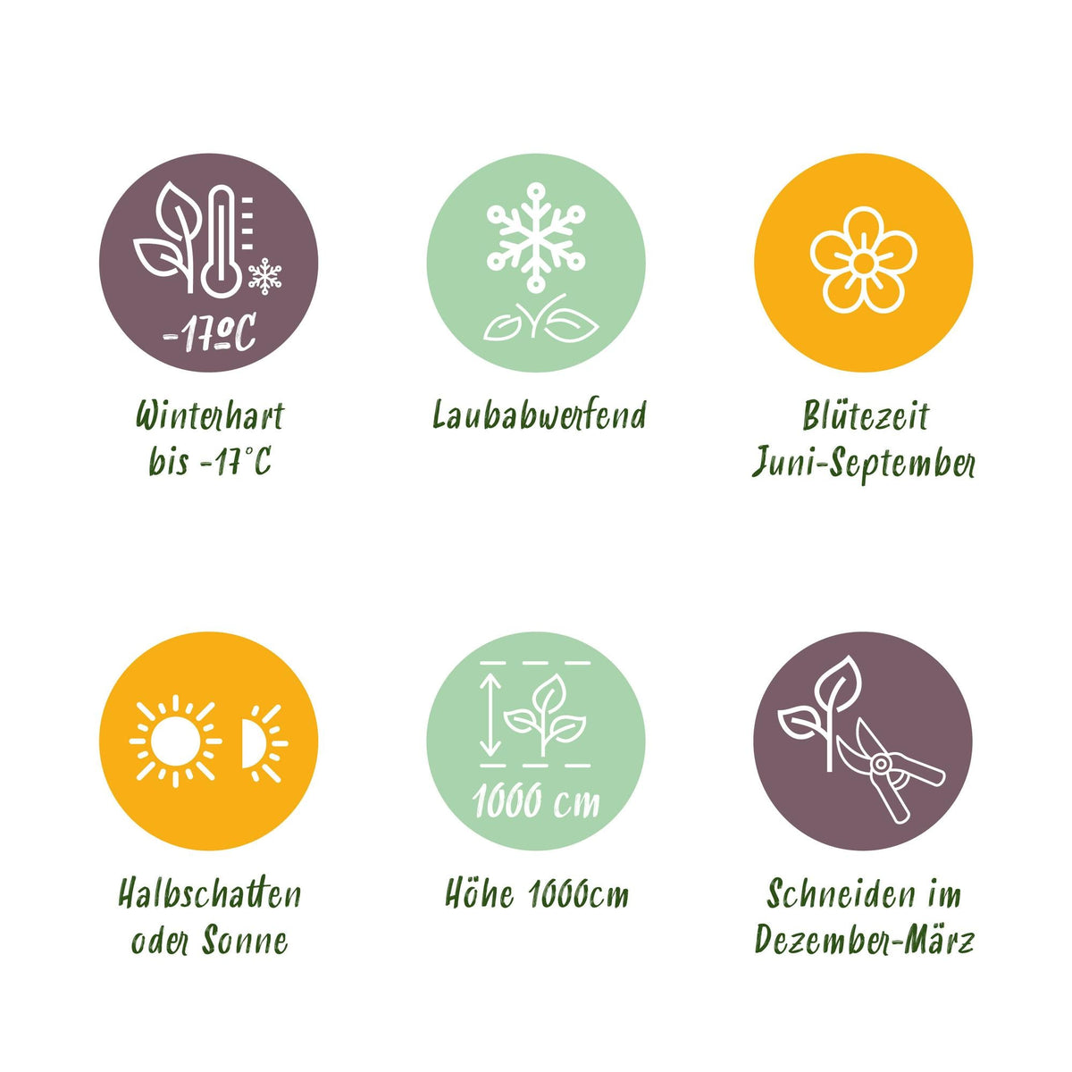 Klimroos - Rosa Spring Queen - Weinig onderhoud - 2 planten - Forestbloom