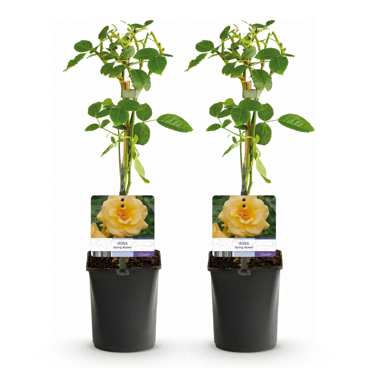 Klimroos - Rosa Spring Queen - Weinig onderhoud - 2 planten - Forestbloom
