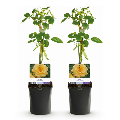 Klimroos - Rosa Spring Queen - Weinig onderhoud - 2 planten - Forestbloom