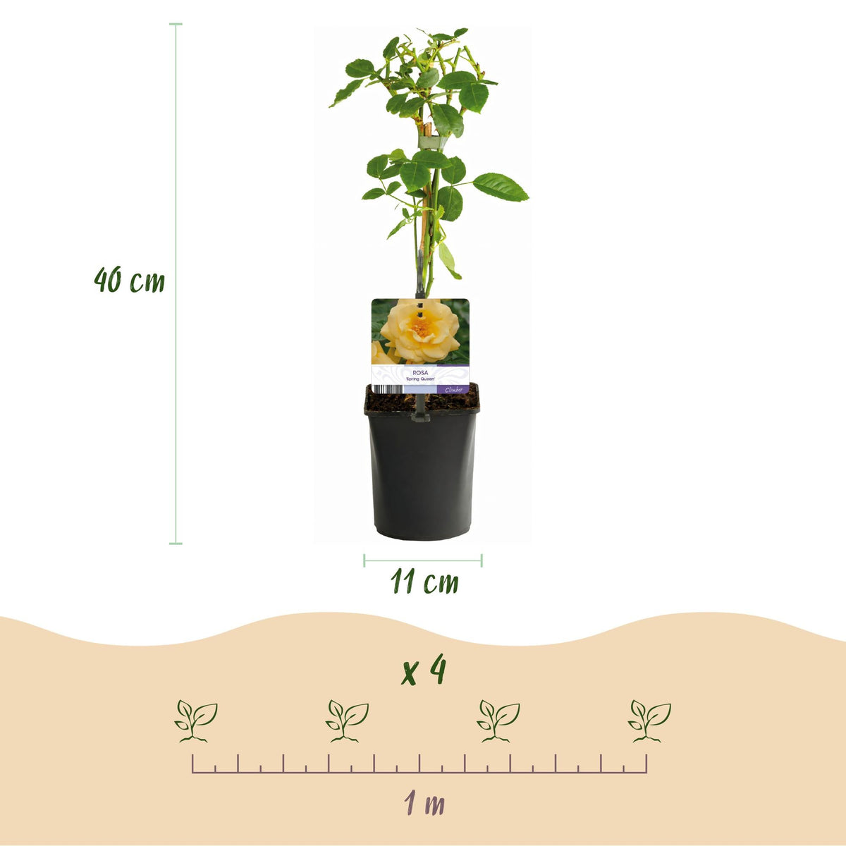 Klimroos - Rosa Spring Queen - Weinig onderhoud - 2 planten - Forestbloom
