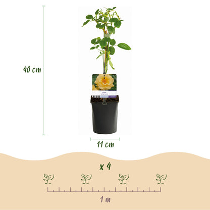 Klimroos - Rosa Spring Queen - Weinig onderhoud - 2 planten - Forestbloom