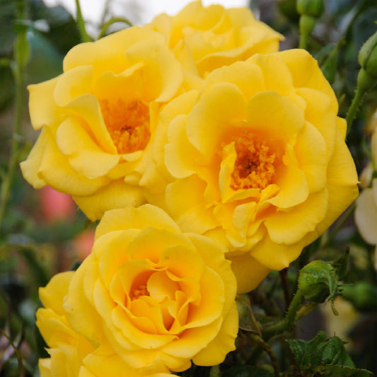 Klimroos - Rosa Spring Queen - Weinig onderhoud - 2 planten - Forestbloom