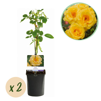 Klimroos - Rosa Spring Queen - Weinig onderhoud - 2 planten - Forestbloom