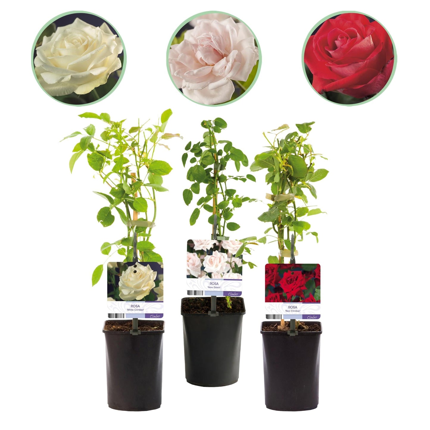 Klimroos - Rosa Tricolour - Weinig onderhoud - 3 planten - Forestbloom