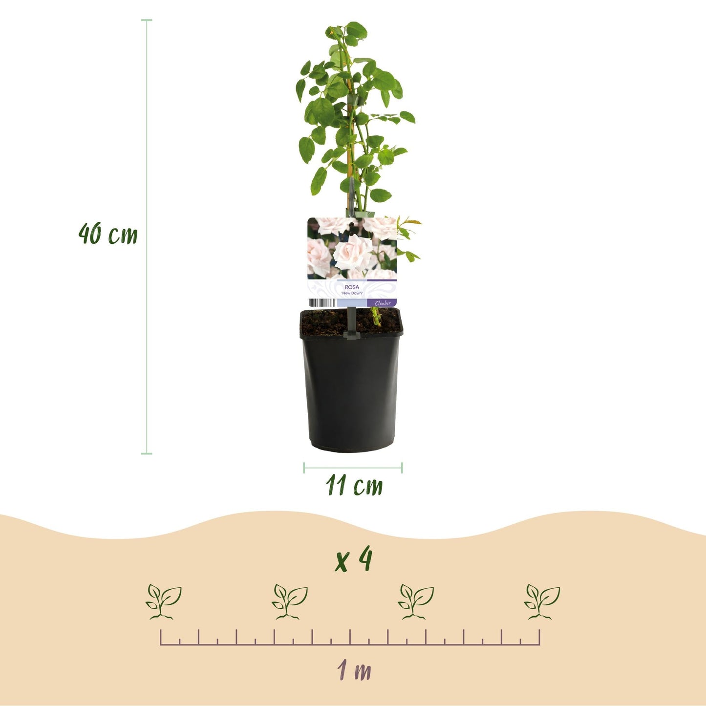 Klimroos - Rosa Tricolour - Weinig onderhoud - 3 planten - Forestbloom