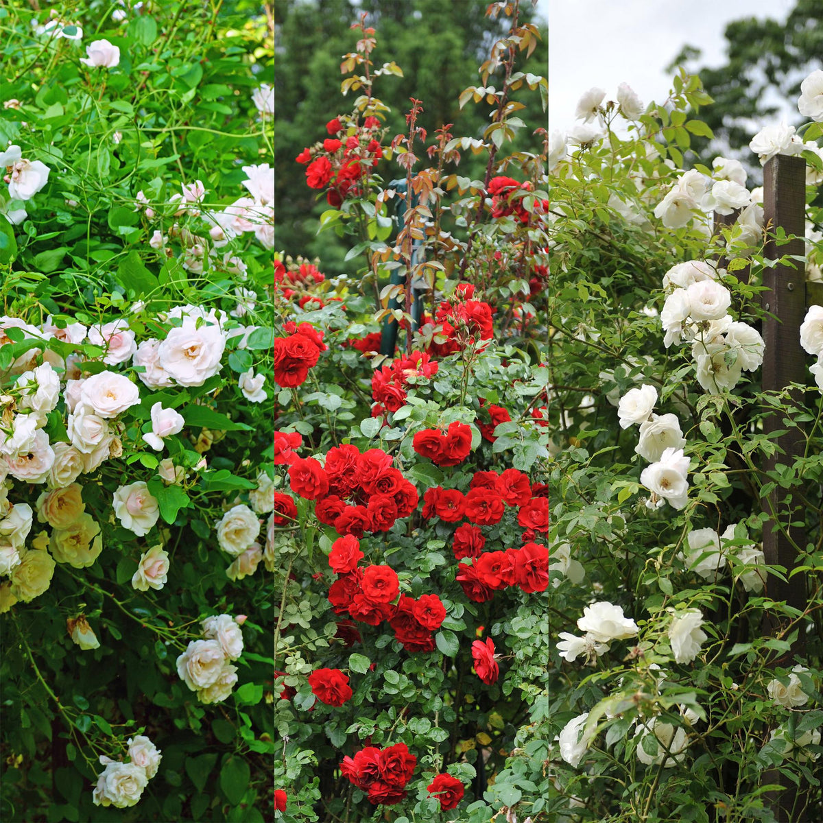Klimroos - Rosa Tricolour - Weinig onderhoud - 3 planten - Forestbloom