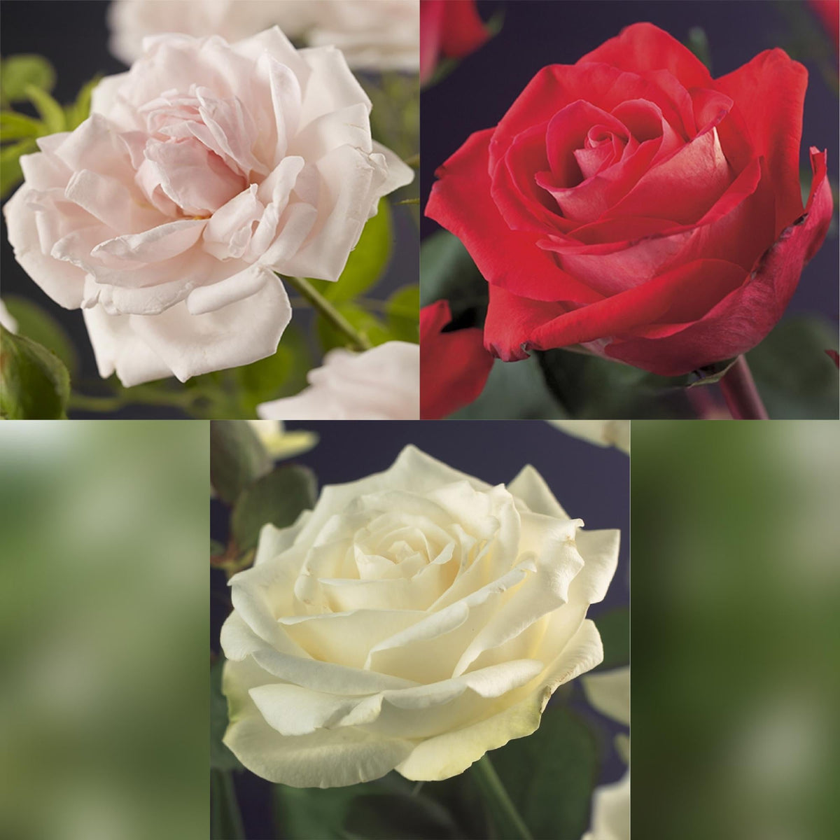 Klimroos - Rosa Tricolour - Weinig onderhoud - 3 planten - Forestbloom