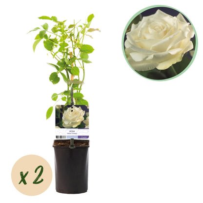 Klimroos - Rosa White Climber - Weinig onderhoud - 2 planten - Forestbloom