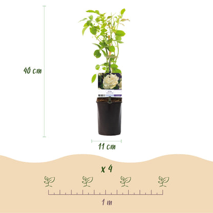 Klimroos - Rosa White Climber - Weinig onderhoud - 2 planten - Forestbloom