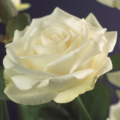 Klimroos - Rosa White Climber - Weinig onderhoud - 2 planten - Forestbloom