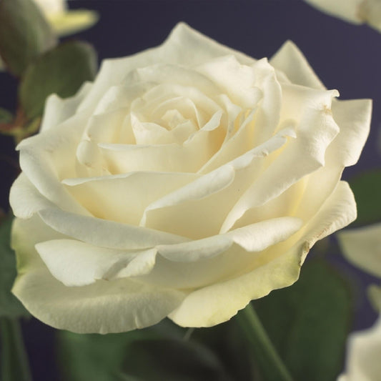 Klimroos - Rosa White Climber - Weinig onderhoud - 2 planten - Forestbloom