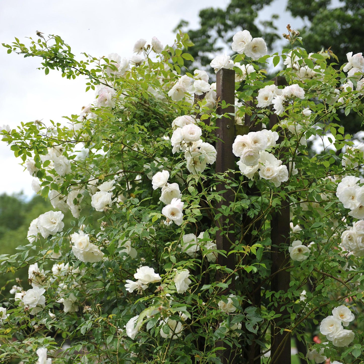 Klimroos - Rosa White Climber - Weinig onderhoud - 2 planten - Forestbloom