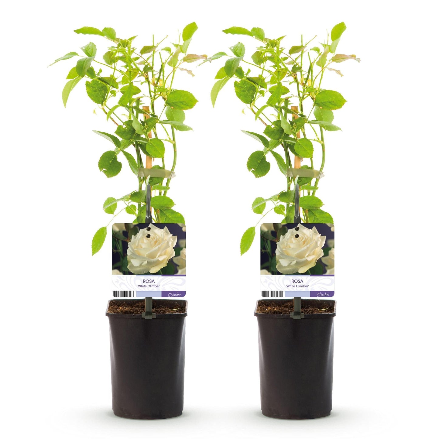 Klimroos - Rosa White Climber - Weinig onderhoud - 2 planten - Forestbloom