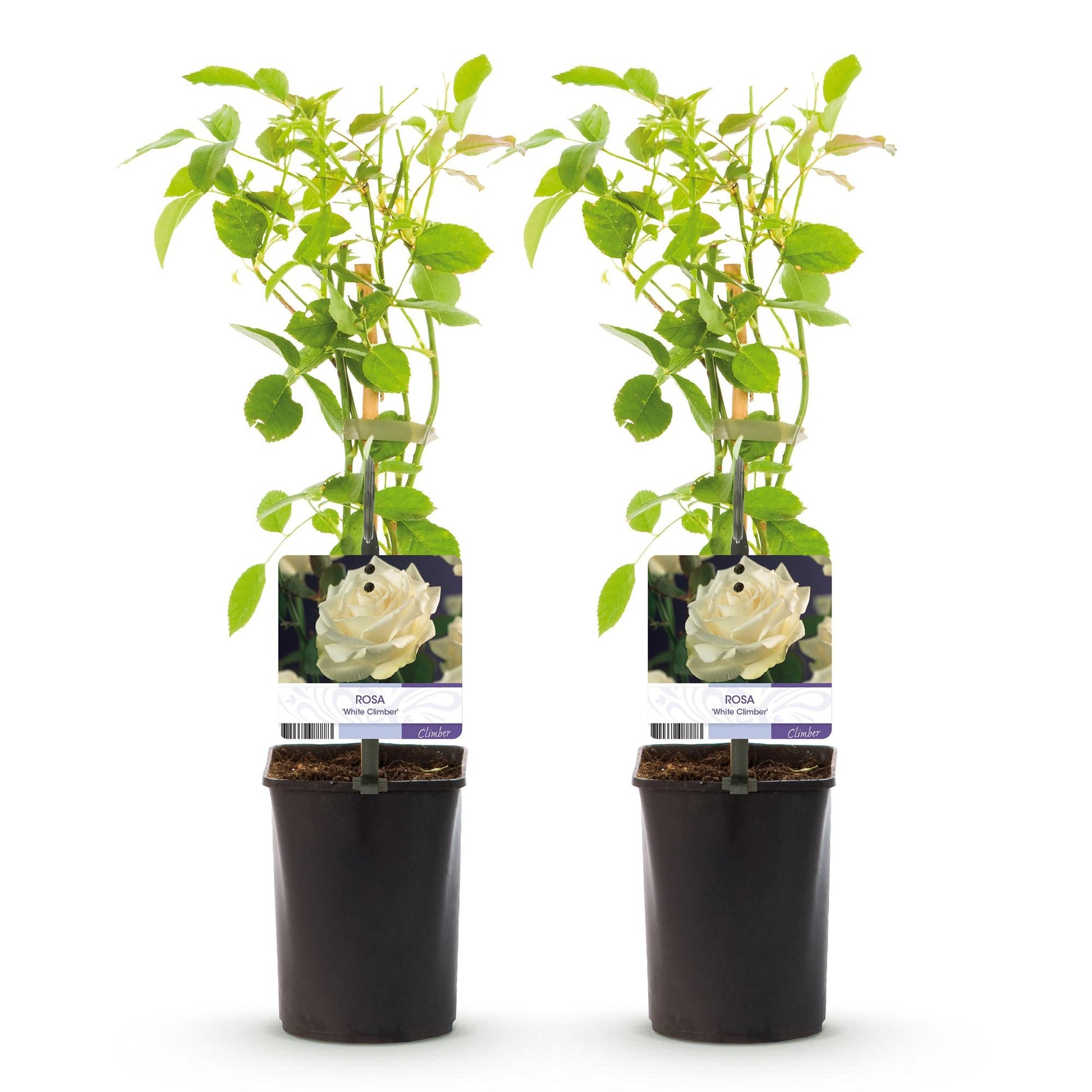 Klimroos - Rosa White Climber - Weinig onderhoud - 2 planten - Forestbloom