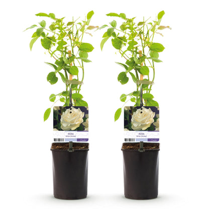 Klimroos - Rosa White Climber - Weinig onderhoud - 2 planten - Forestbloom